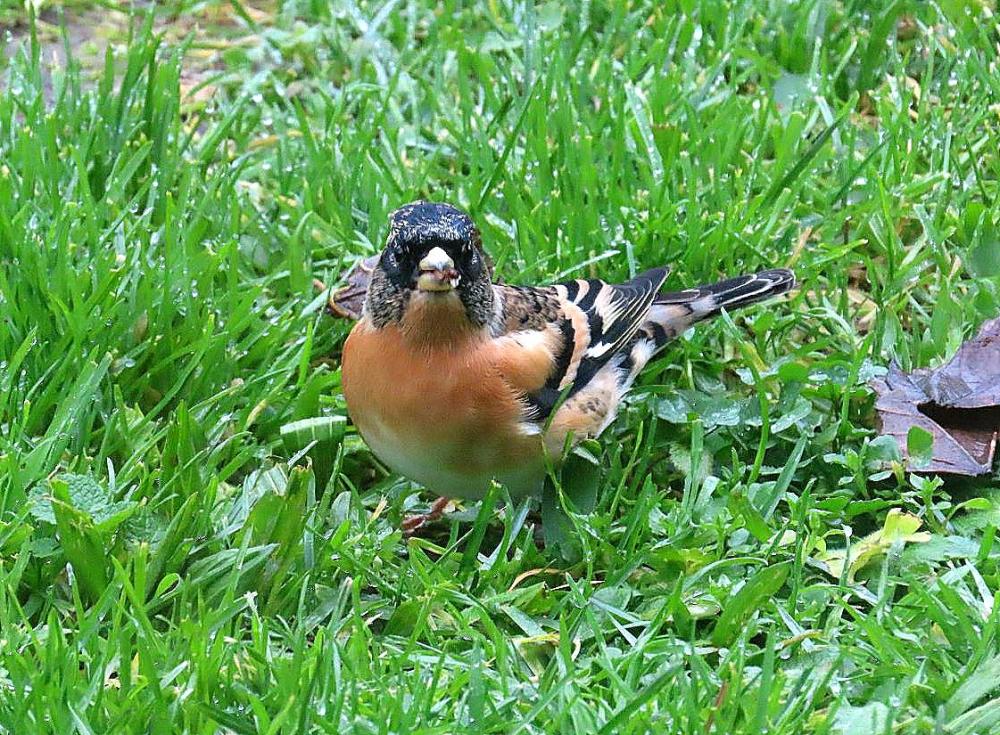 un bel oiseau chez nous !