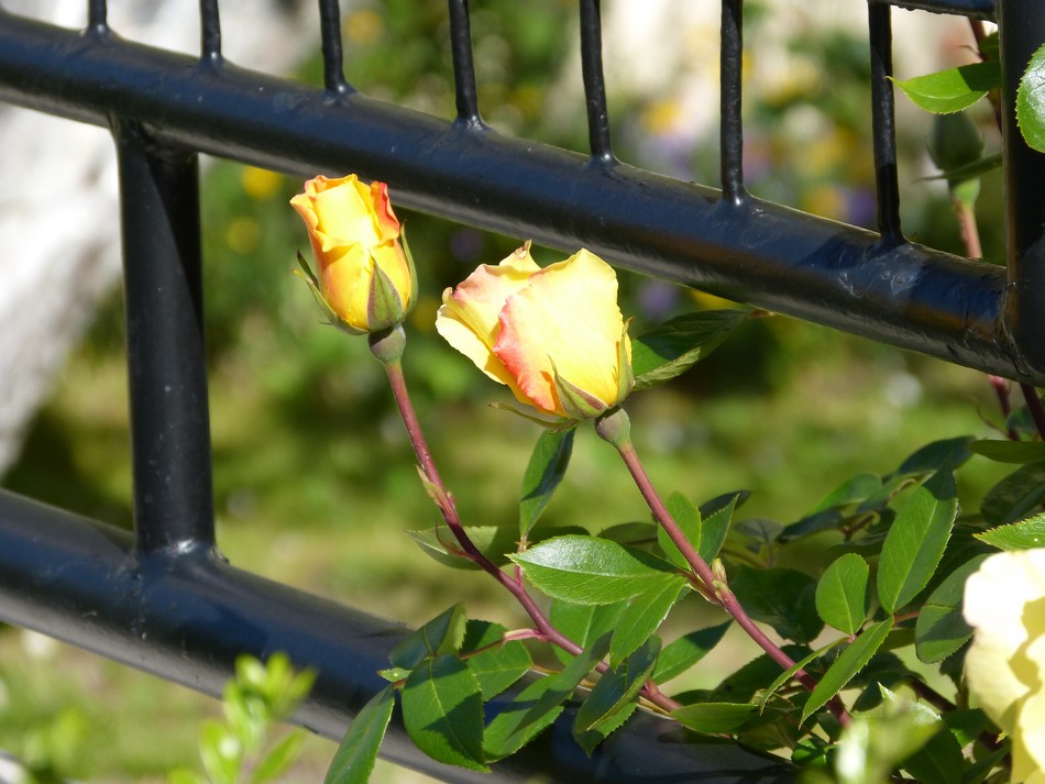 Rencontre avec un artiste peintre