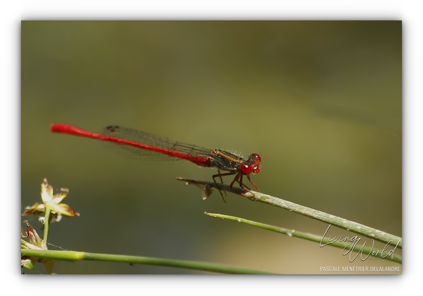 Nymphe au corps de feu - Pyrrhosome nymplula