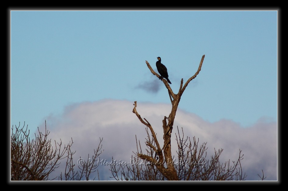 Grand Cormoran en observation...