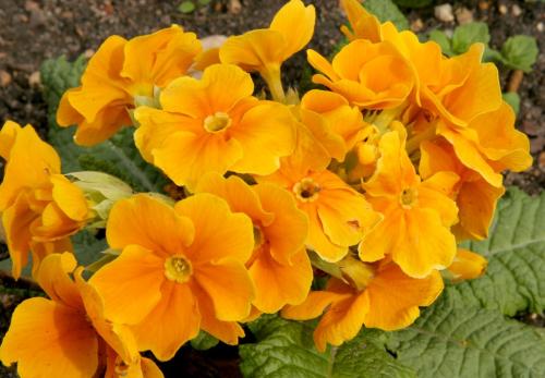 Fleurs cultivées : Primevère