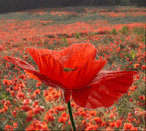 GIFS Coquelicots