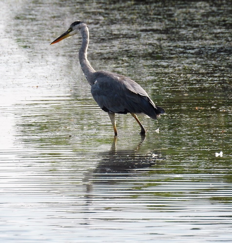Le héron au long bec - juillet 2019...