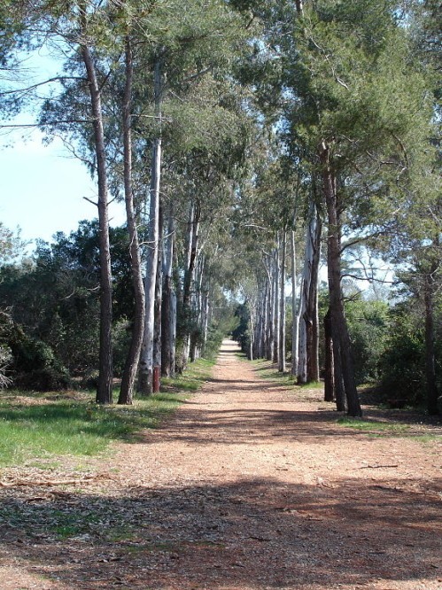 Ste Marguerite Allee