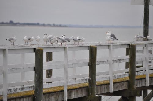 Carrelets et mouettes....