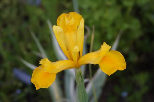le jardin se fait romantique