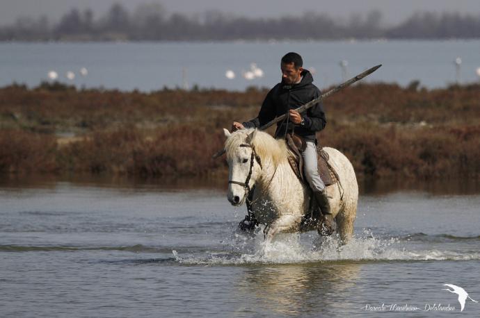 L’Equitation Camargue
