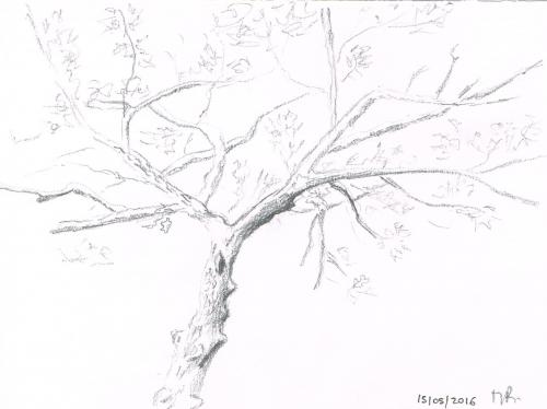 Aquarelle en forêt de Barbizon