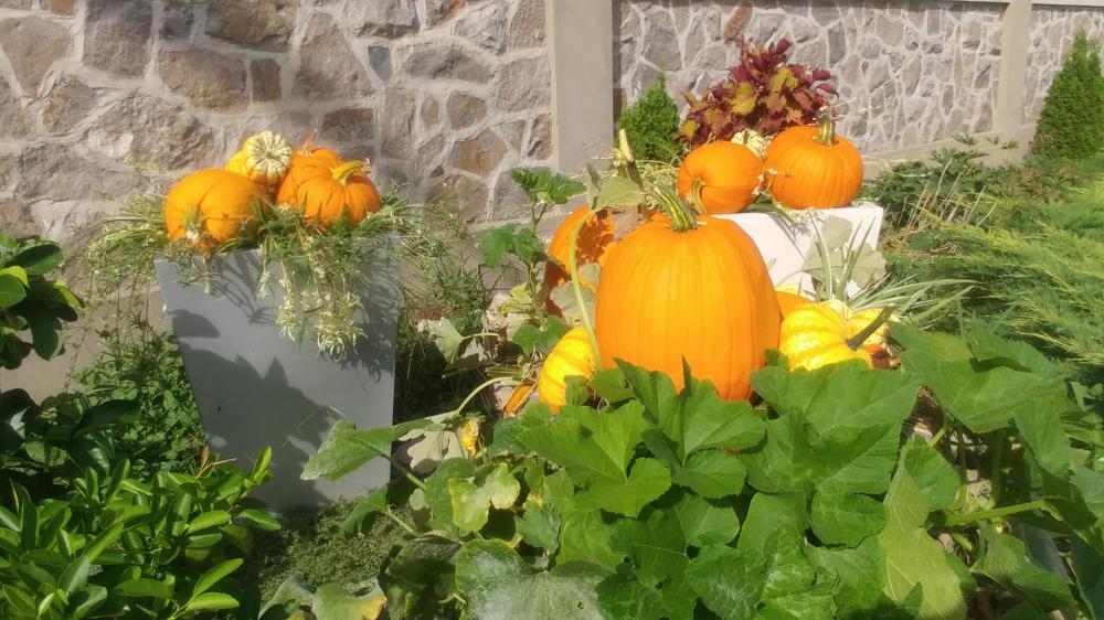 Jardin Pédagogique au Collège Nouvelles Frontières