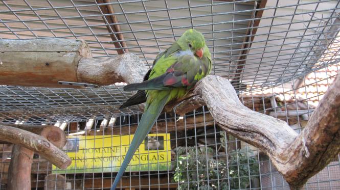 Parc de la Montagne de Reins Juin 2017 (Ferme aux oiseaux exotiques de Athis