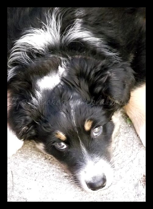 Tranches de vie d'un Australian Shepherd
