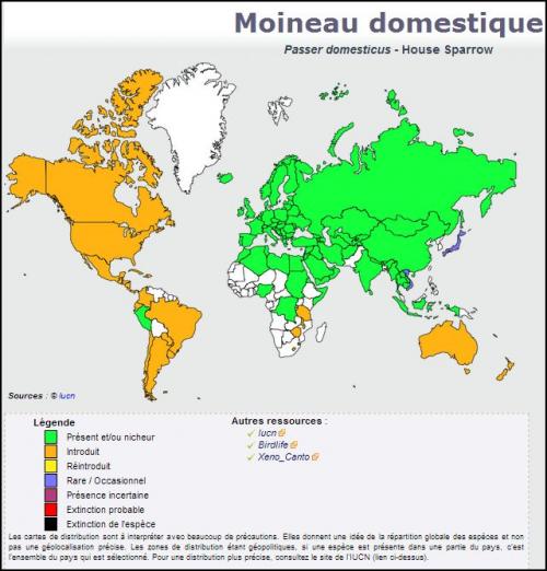 Moineau domestique ♂ - Passer domesticus - House Sparrow