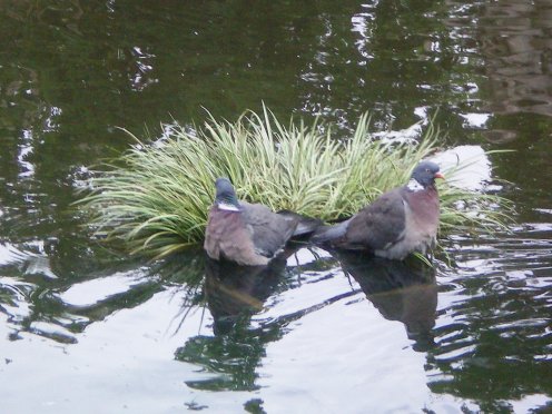 Image61