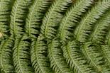 Plantes et feuillages