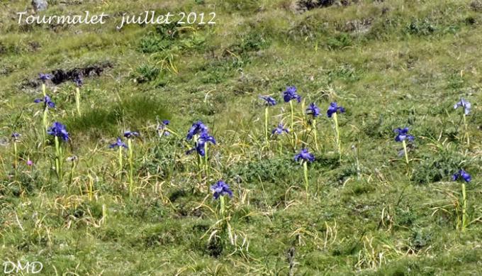 Iris latifolia   -   iris des Pyrénées