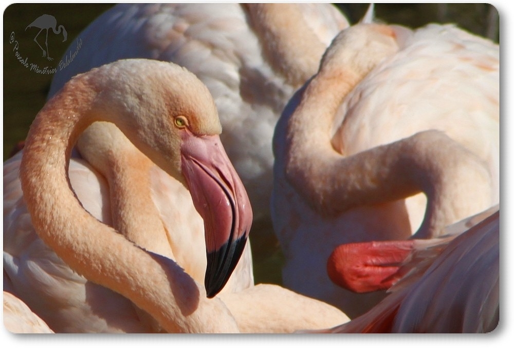 Flamants roses...