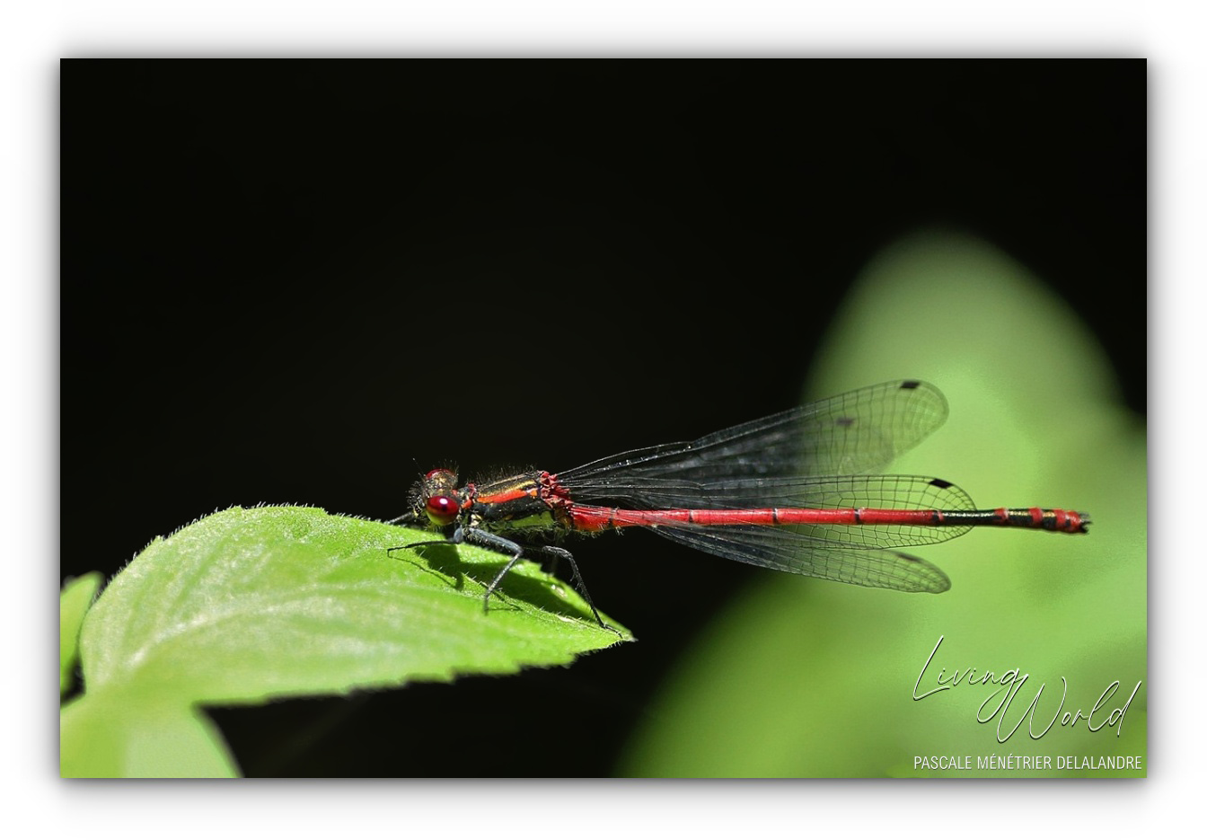 Nymphe au corps de feu - Pyrrhosome nymplula