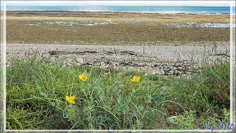 Glaucienne jaune ou pavot cornu (Glaucium flavum) - Loix-en-Ré - Ile de Ré - 17
