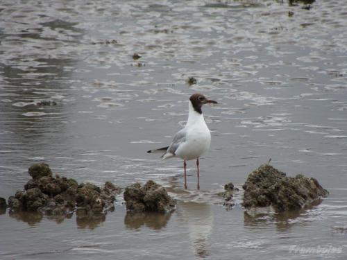 Pornic les mouettes