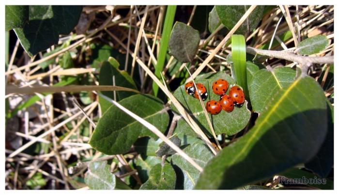 Les coccinelles  pointent leurs antennes 