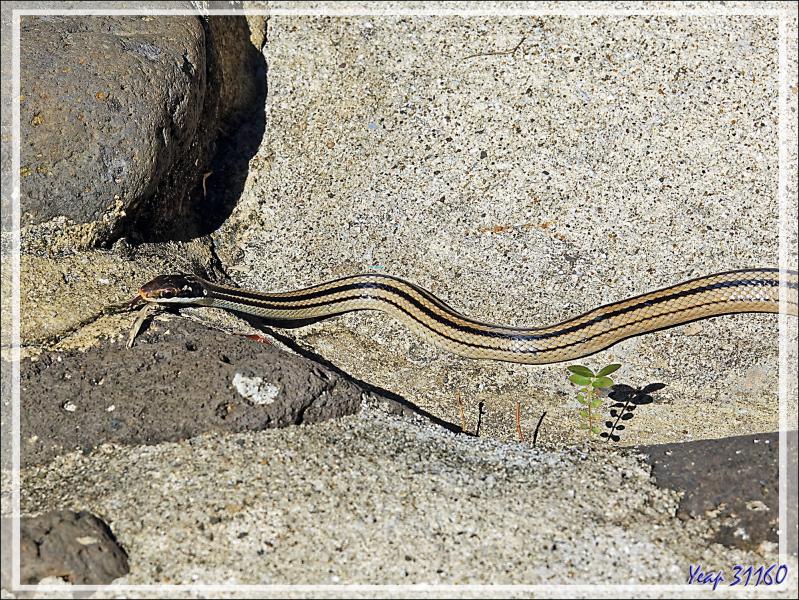 Serpent à quatre bandes, Four-striped Snake (Dromicodryas quadrilineatus) - Nosy Sakatia - Madagascar