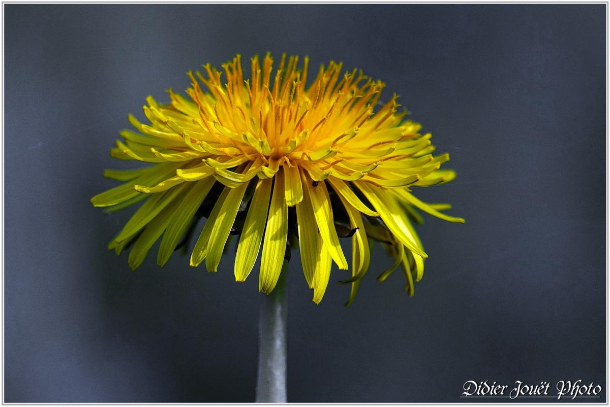Pissenlit (8) - Taraxacum