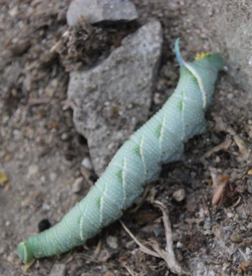 La chenille du sphinx du tilleul