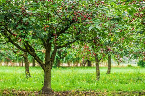 Arbre fruitier : Cerisier