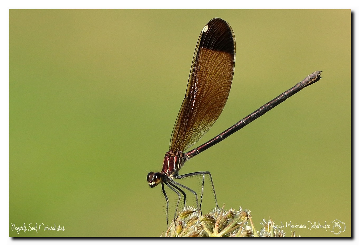 Caloptéryx hémorroïdal ♀ - Calopteryx haemorrhoidalis