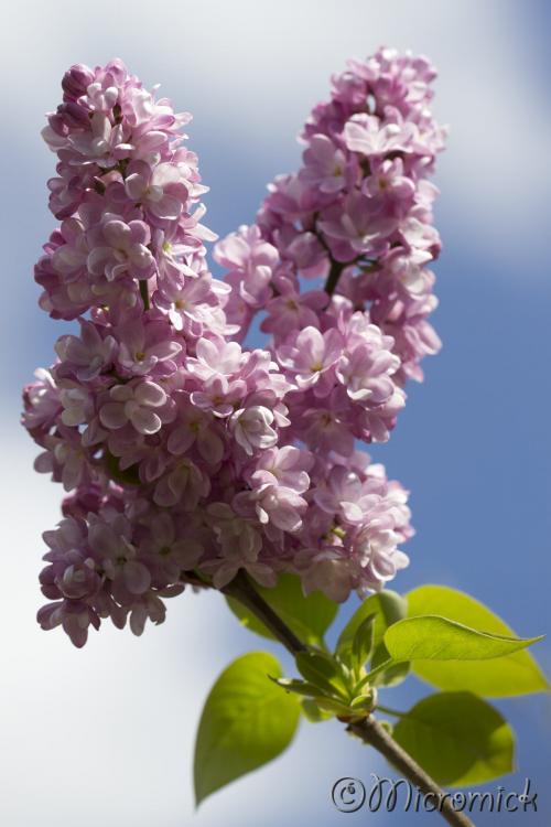 Cliquez pour agrandir.