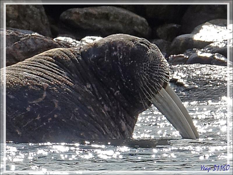 Morse, Walrus, Aiviq (Odobenus rosmarus rosmarus) - Philpots Island - Nunavut - Canad