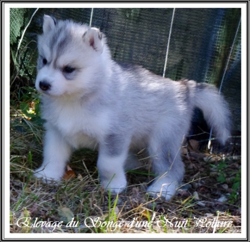 Chiot Husky Femelle 1 (31j)