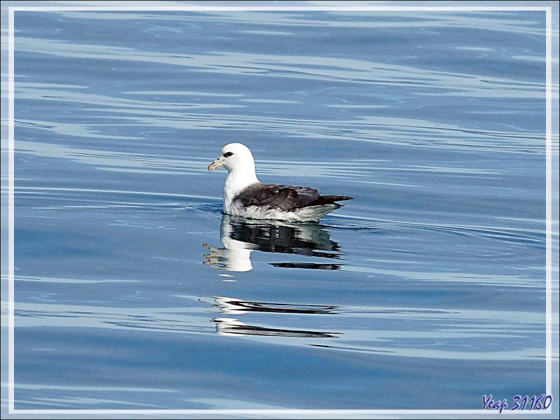 Le repos et l'envol du Fulmar boréal - Baie de Disko - Groenland