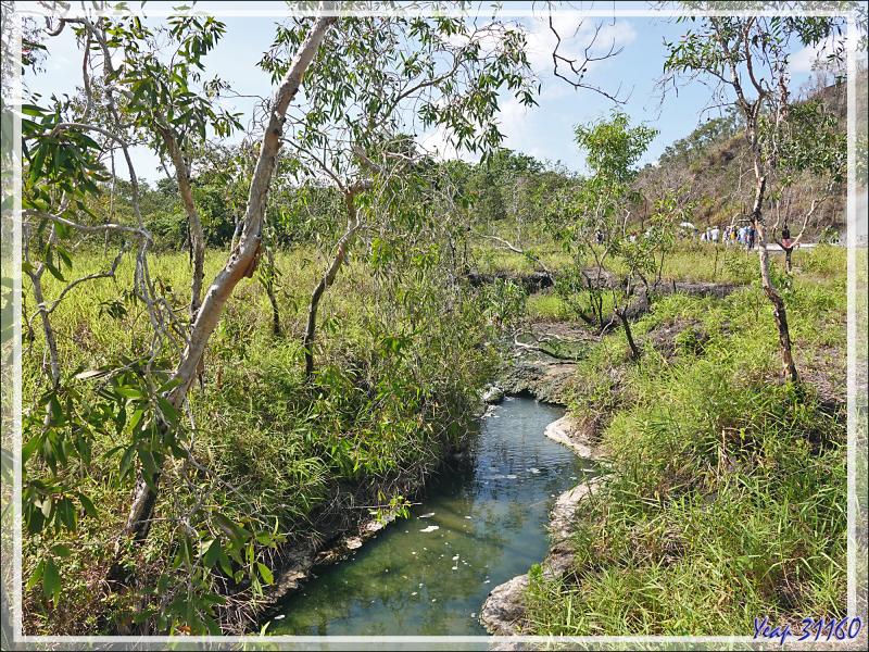 Un peu de botanique au retour des sources chaudes de Dei-Dei - Fergusson Island - Papouasie Nouvelle-Guinée (Papua New-Guinea)
