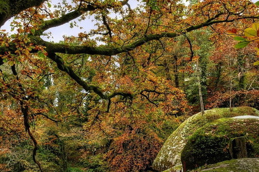 forets-temperees-huelgoat.jpg