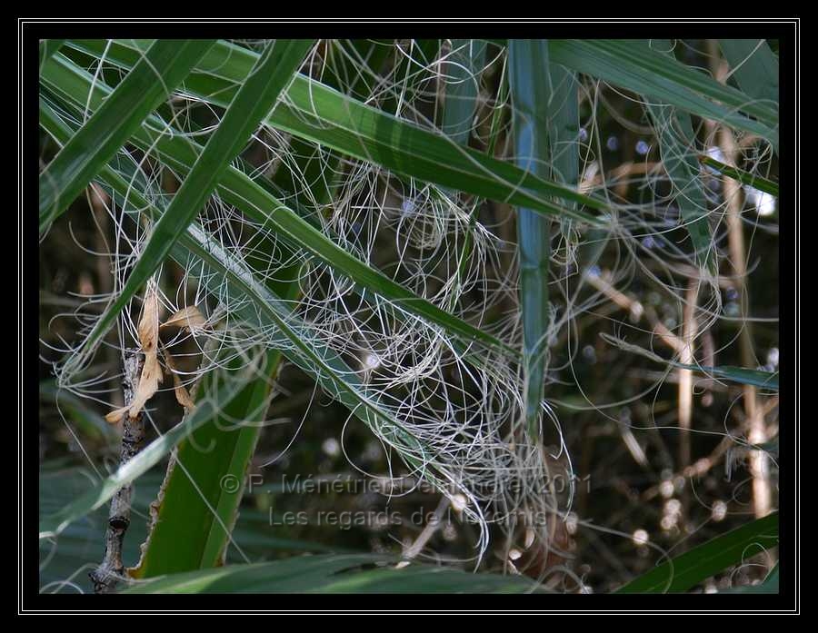 Feuilles de palmiers...