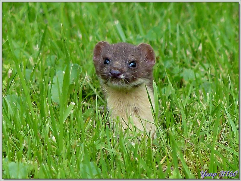 Ce soir, j'ai revu la belette (Mustela nivalis) sortant toujours son petit nez d'un trou de campagnol - Lartigau - Milhas - 31