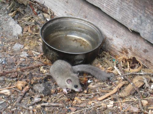 "Escapade en Vosges méridionales" - Week-end du 05 & 06 septembre 2015