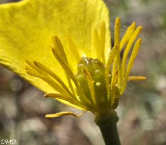 Ranunculus gramineus  -  renoncule à feuilles de graminée