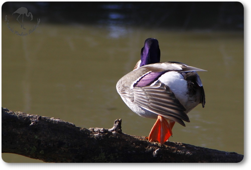 Canard colvert mâle...