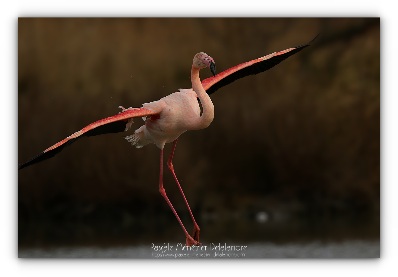 Flamants roses