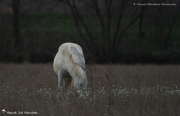 Chevaux de Camargue 