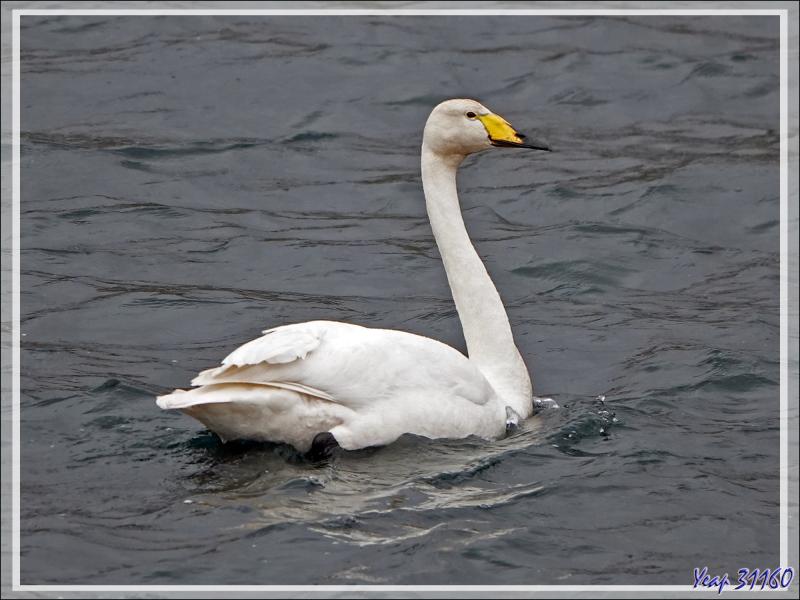08/06/2023 : la découverte du fjord Hvalfjordur se poursuit sous une pluie battante, paysage quasi inexistant car nous baignons dans la brume - Islande
