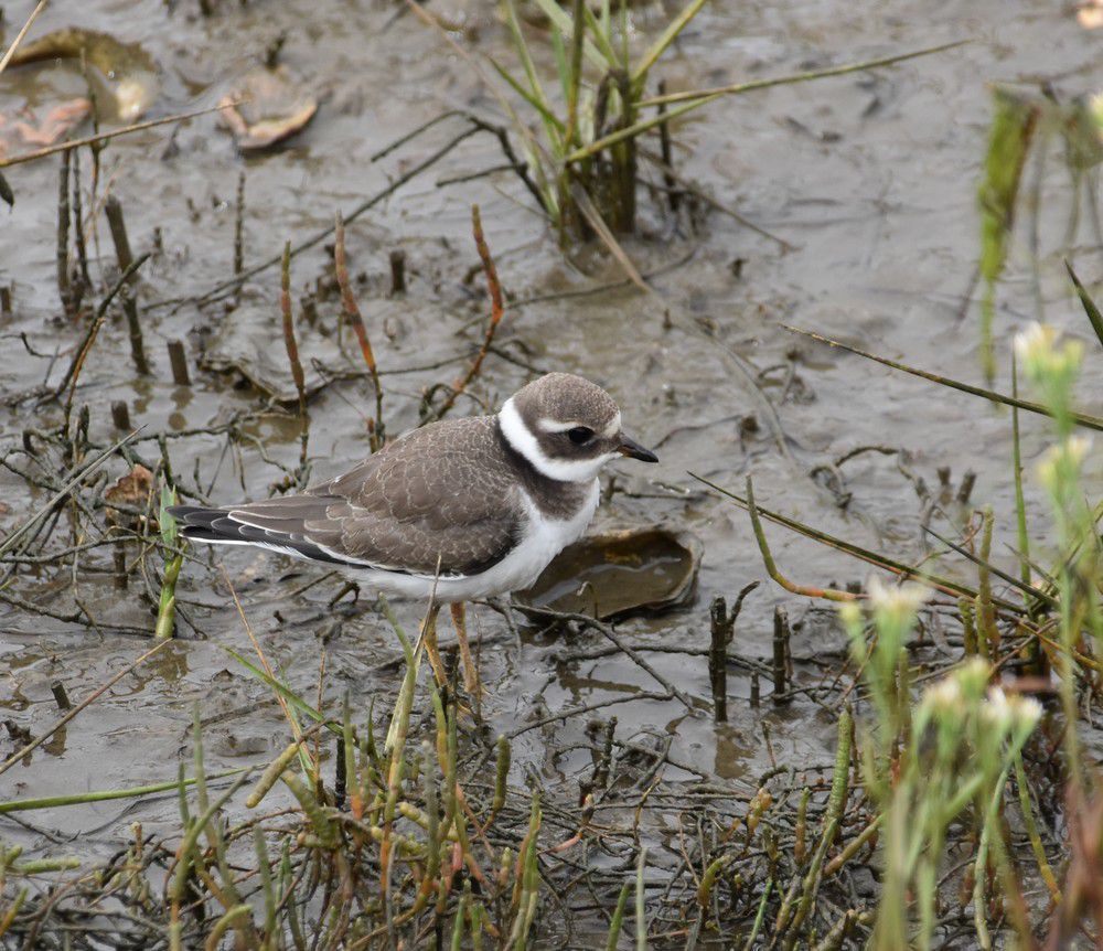 Photo de grand gravelot - 2020