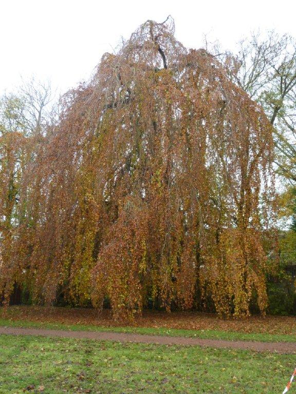 Fuite de l'automne ...