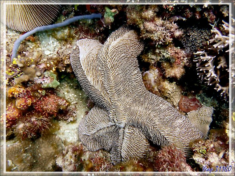 Corail-champignon se prenant pour une étoile ! Corail-boomerang, Striate boomerang coral, Tongue coral, Slipper mushroom (Herpolitha limax) - Betaniazo - Nosy Tsarabanjina - Nosy Mitsio - Madagascar