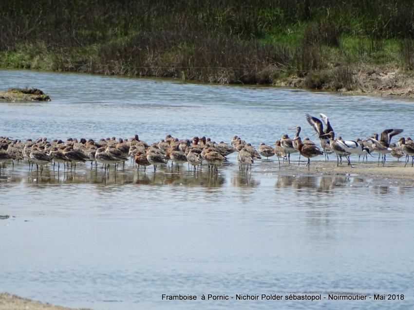 Oiseaux du polder Sébastopol à Noirmoutier 