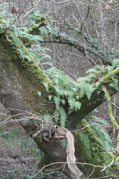 Viaduc de Daoulas (21)
