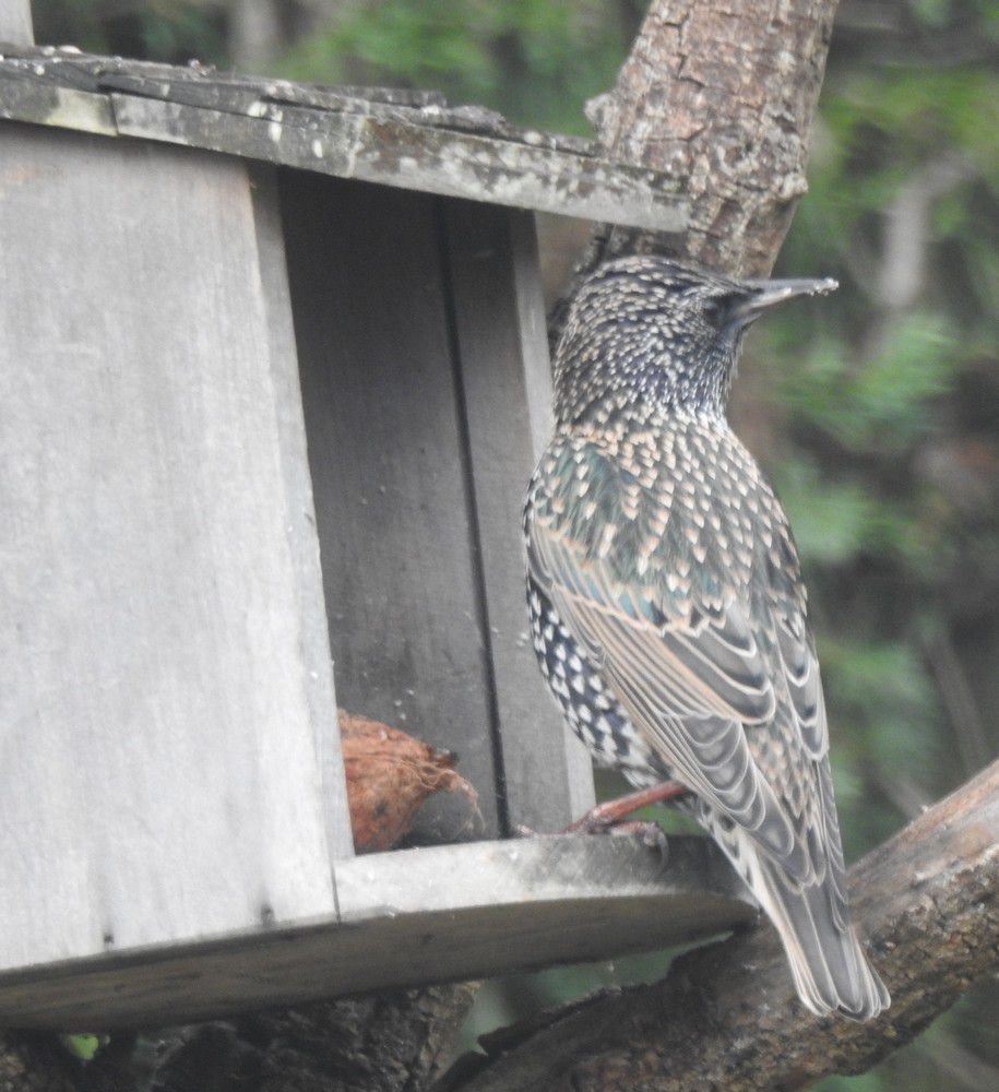 Oiseaux du jardin - décembre 2023 (1/2)....