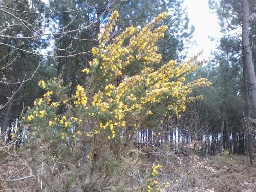 les genêts / Genista / dans la forêt ils sont en pleines fleurs